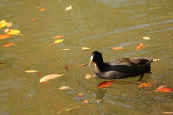 2019年11月20日(水) 三ツ池公園(横浜市鶴見区)の野鳥観察記録