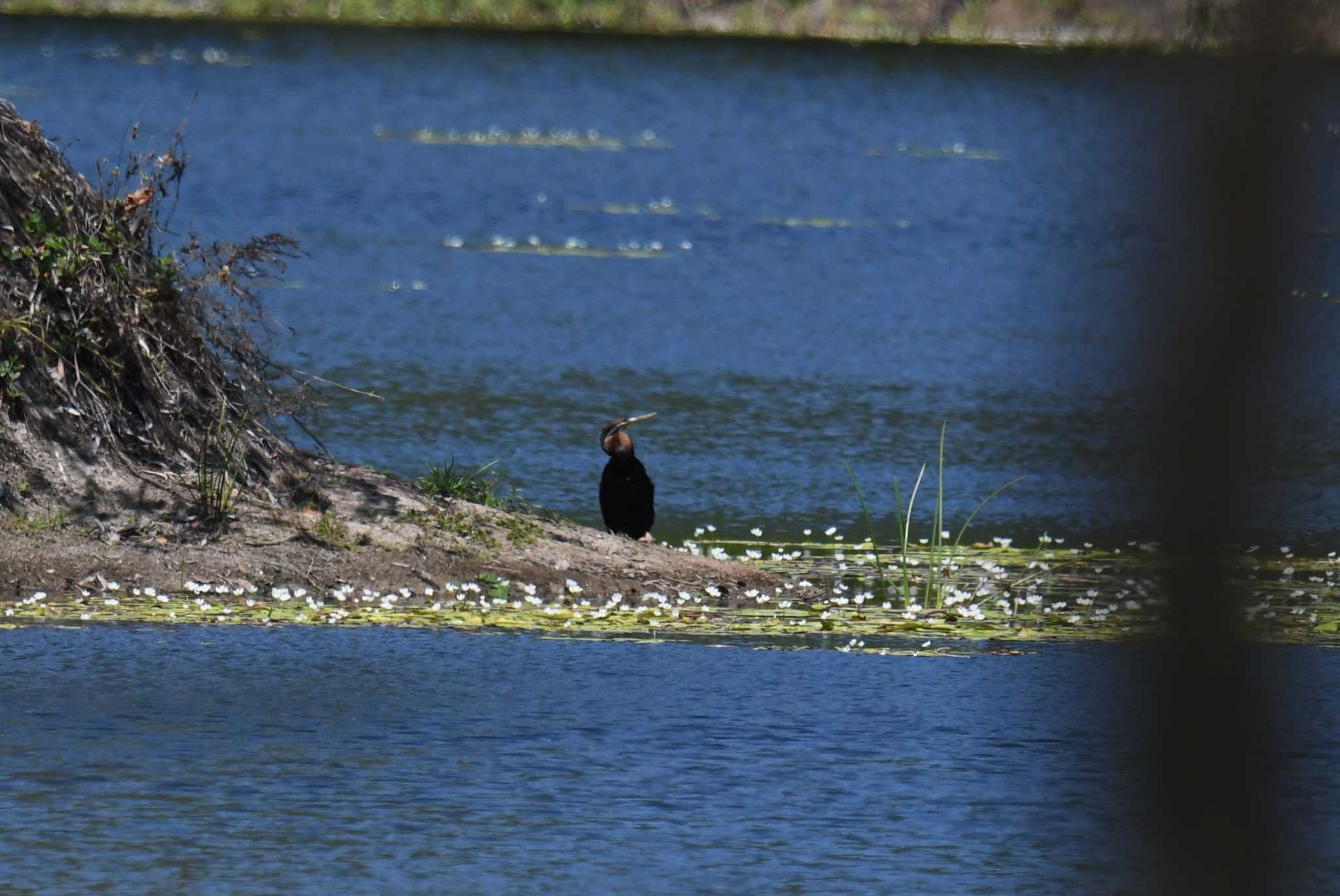 Photo of Australasian Darter at ケアンズ by あひる