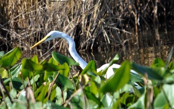 Great Egret 羽生水上公園 Tue, 11/19/2019