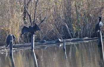 Great Cormorant 羽生水上公園 Tue, 11/19/2019