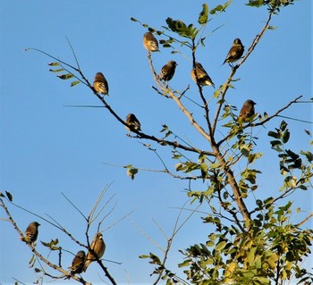 Grey-capped Greenfinch 羽生水上公園 Sun, 11/17/2019