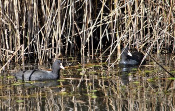 Eurasian Coot 羽生水上公園 Sun, 11/17/2019