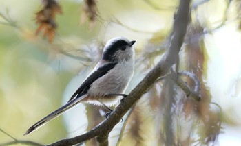 Long-tailed Tit 東京都多摩地域 Sat, 11/16/2019