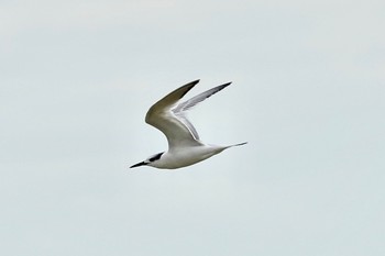 Sandwich Tern La Rochelle Wed, 10/23/2019