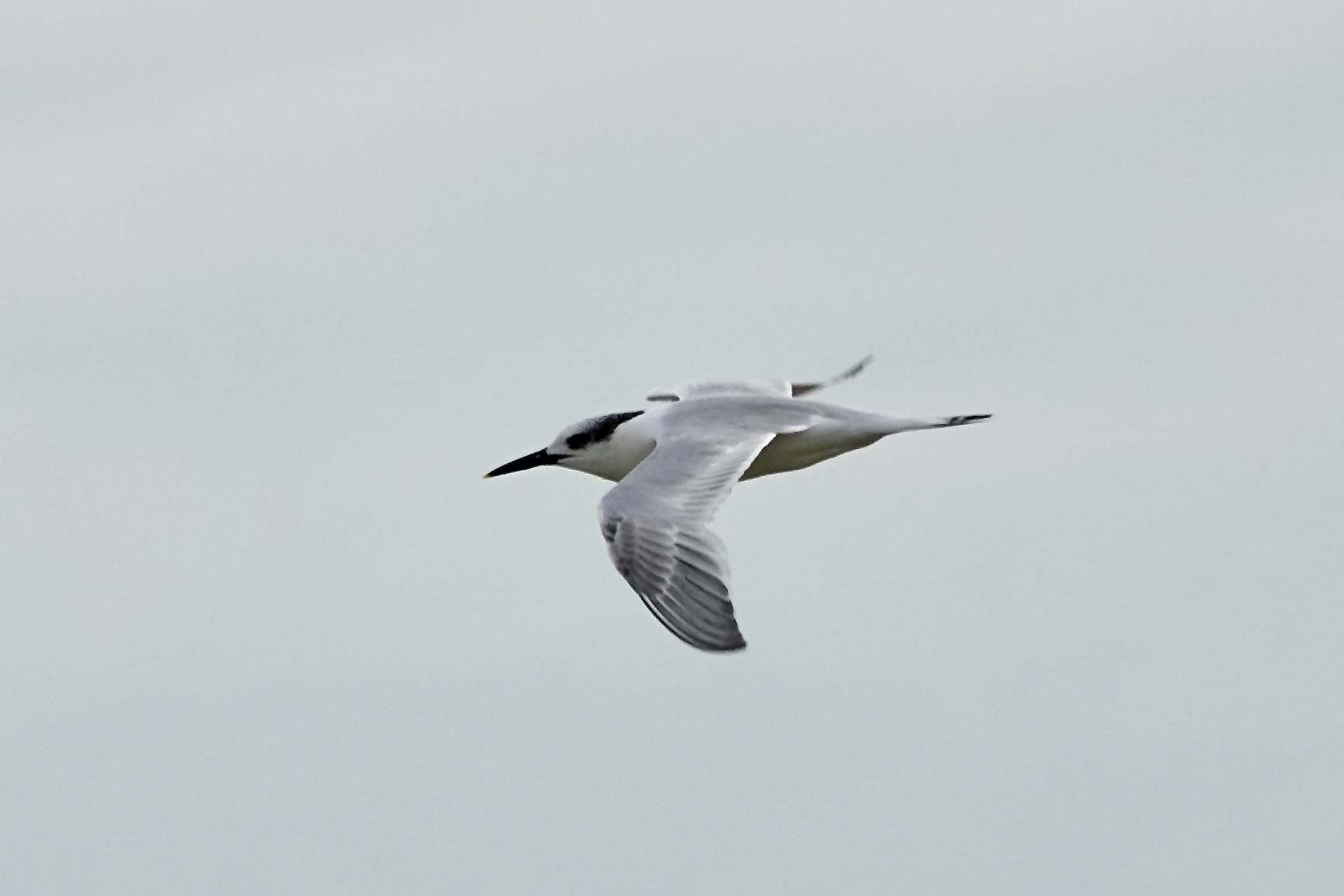 Photo of Sandwich Tern at La Rochelle by のどか