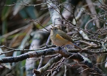 ルリビタキ 山梨県鳴沢村 2019年11月19日(火)