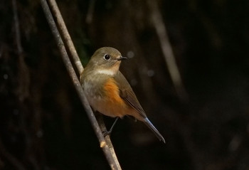 ルリビタキ 山梨県鳴沢村 2019年11月19日(火)