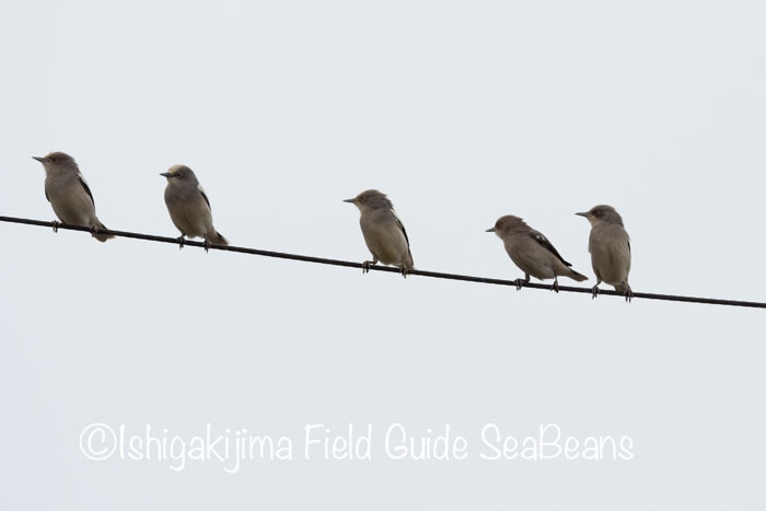 Photo of White-shouldered Starling at Ishigaki Island by 石垣島バードウオッチングガイドSeaBeans