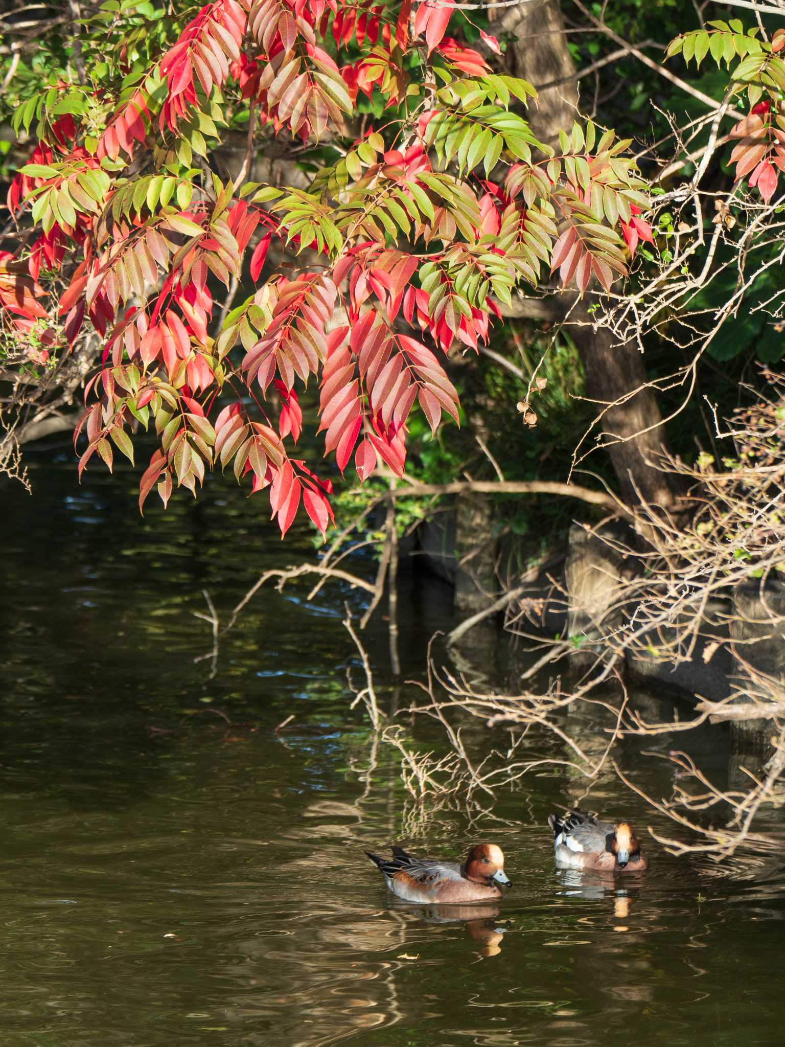 水元公園 ヒドリガモの写真 by ryokawameister