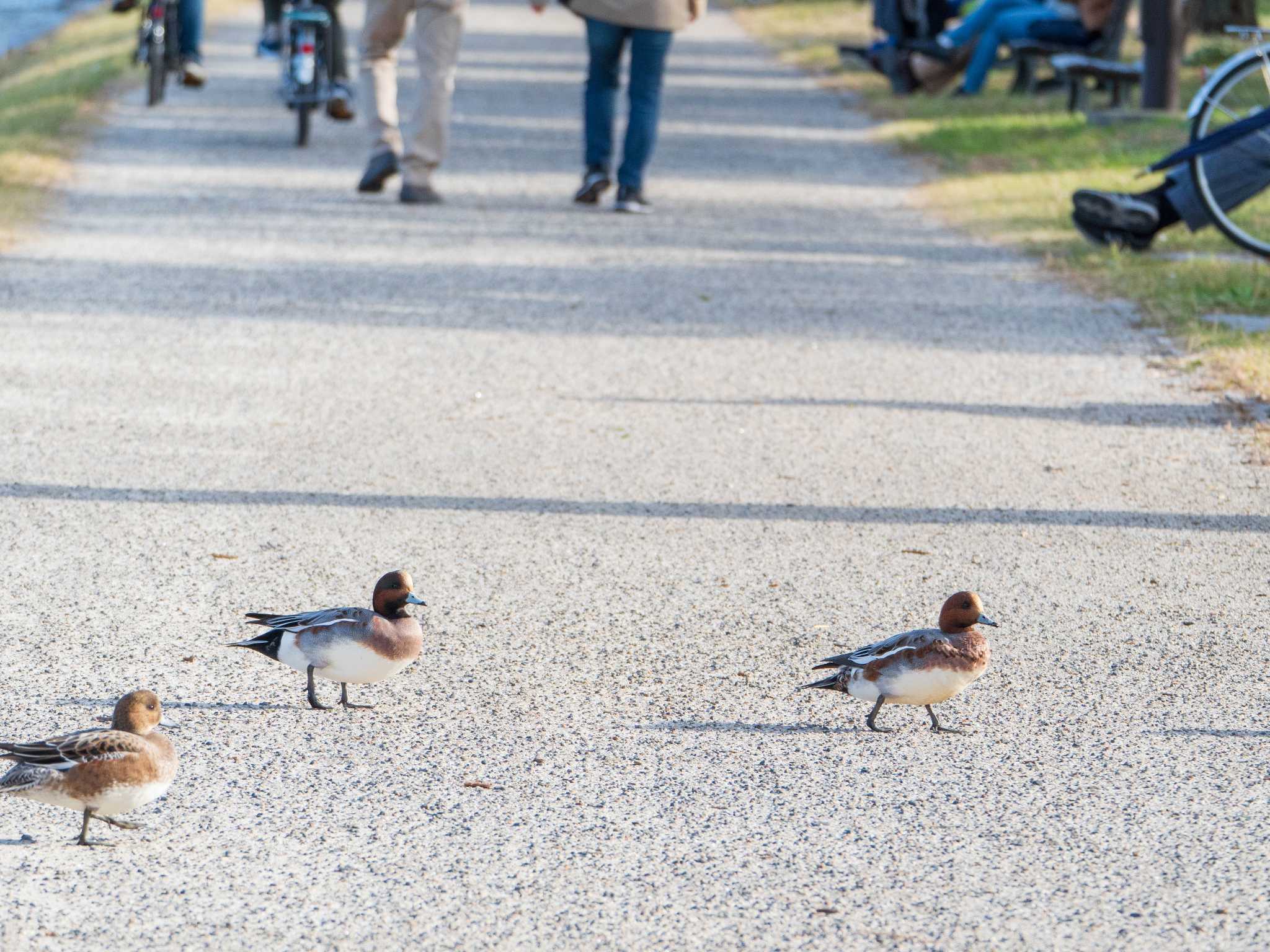 Eurasian Wigeon