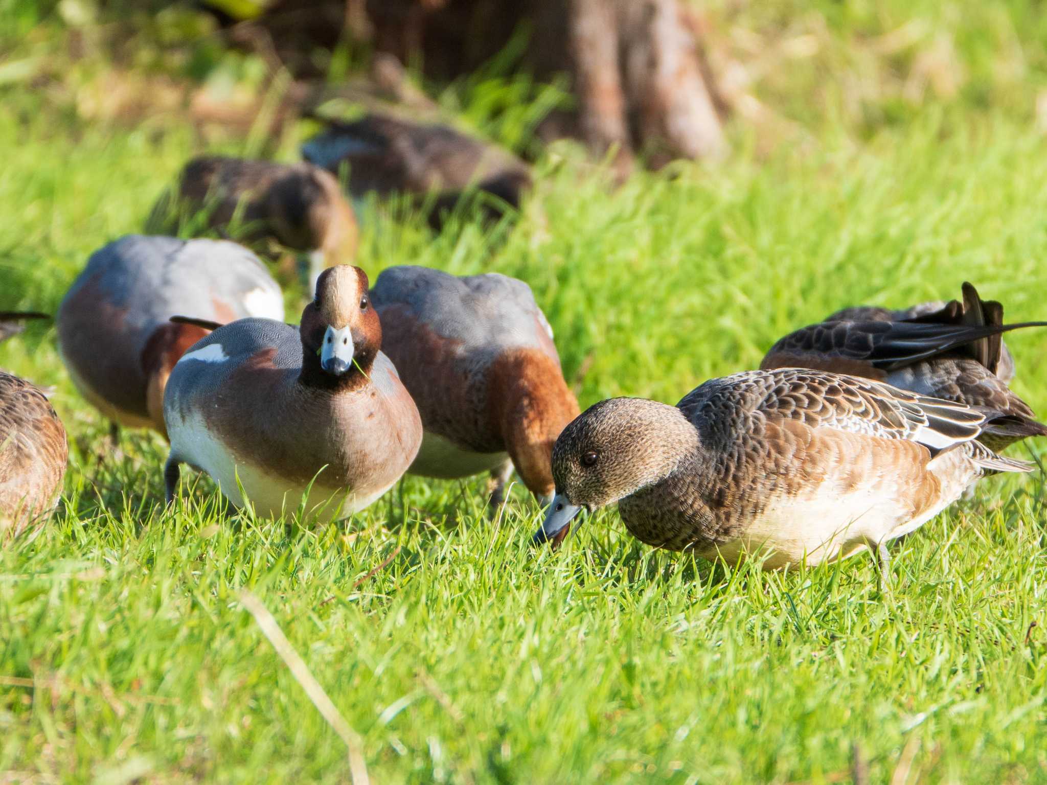 Eurasian Wigeon