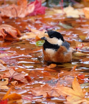 Varied Tit Miharashi Park(Hakodate) Sat, 11/16/2019