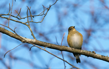 ルリビタキ 山梨県鳴沢村 2019年11月19日(火)