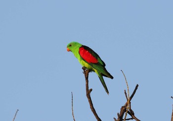 Red-winged Parrot