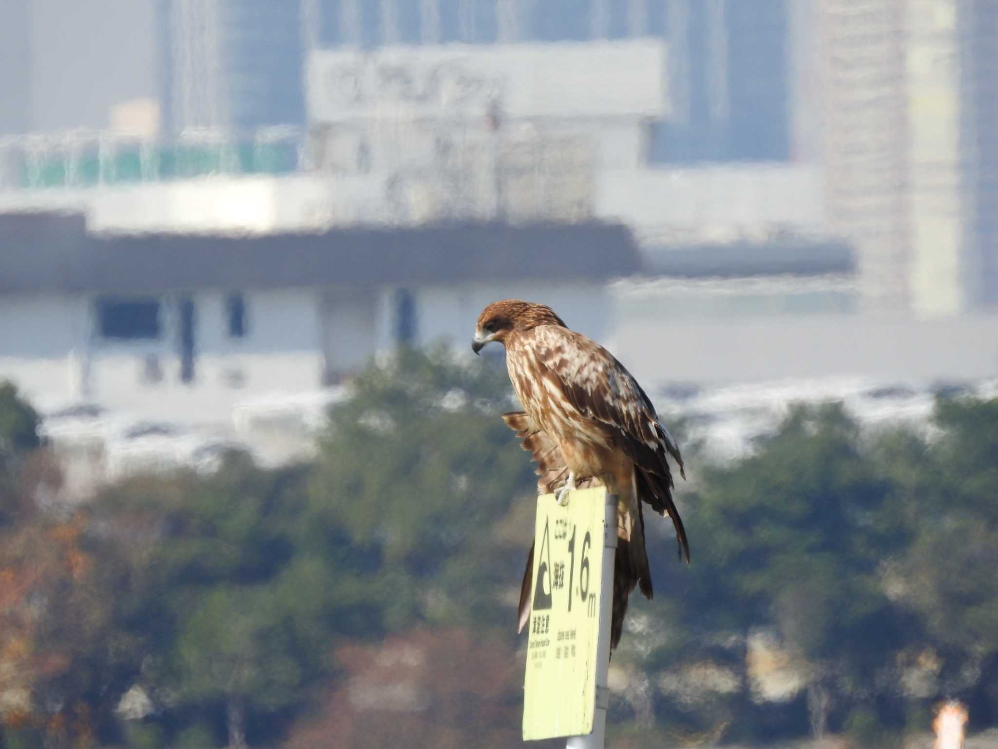 葛西臨海公園 トビの写真 by TK2