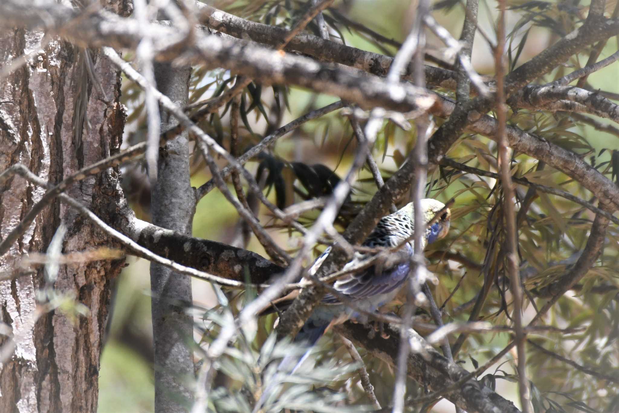 Pale-headed Rosella