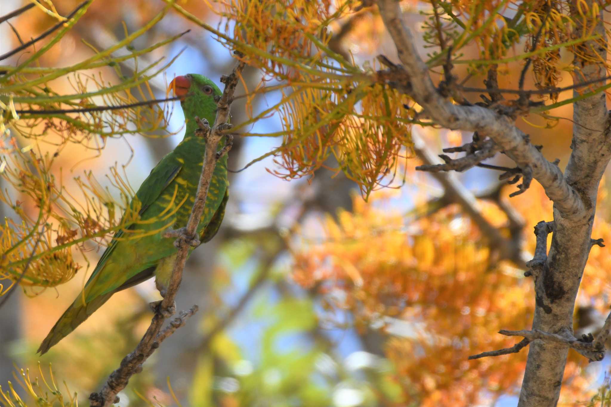 Photo of Scaly-breasted Lorikeet at オーストラリア,ケアンズ～アイアインレンジ by でみこ