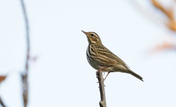 Olive-backed Pipit 東京都多摩地域 Thu, 11/21/2019