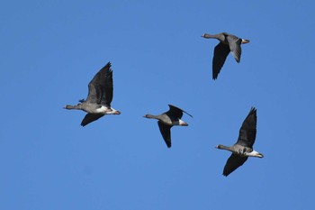 Lesser White-fronted Goose