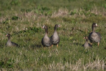 2019年11月16日(土) 蕪栗沼の野鳥観察記録