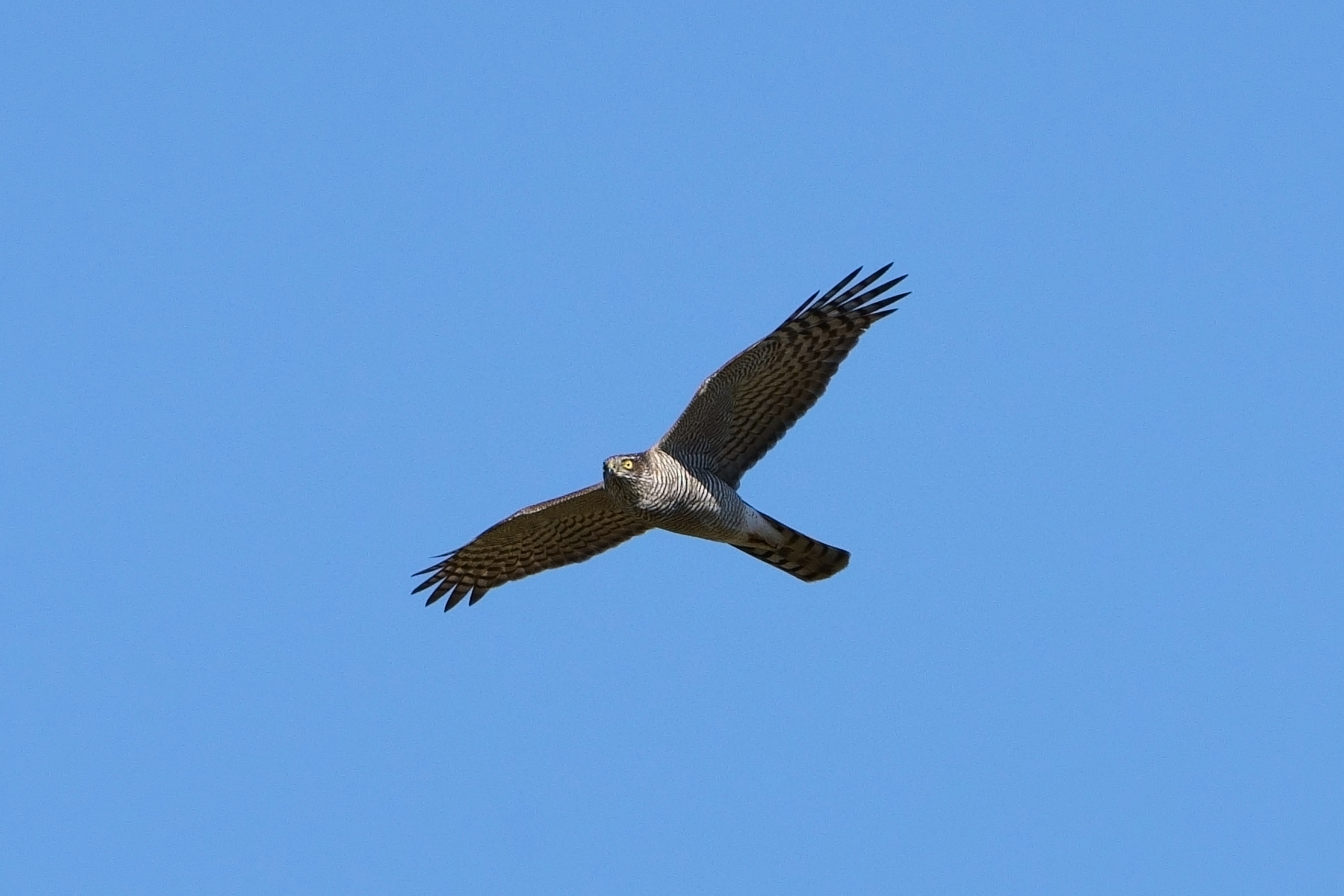 Photo of Eurasian Sparrowhawk at  by 倶利伽羅