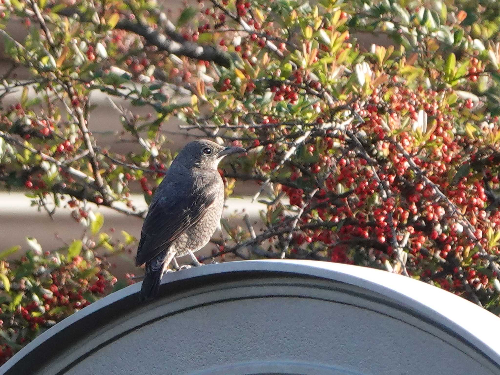 地味なイソヒヨメスも赤い実をバックだと映えますね by ひなそら