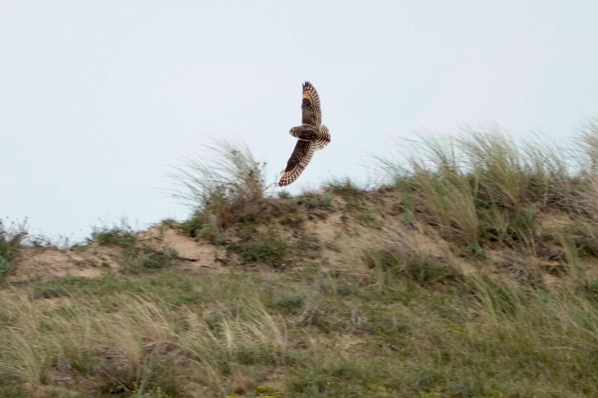 Short-eared Owl