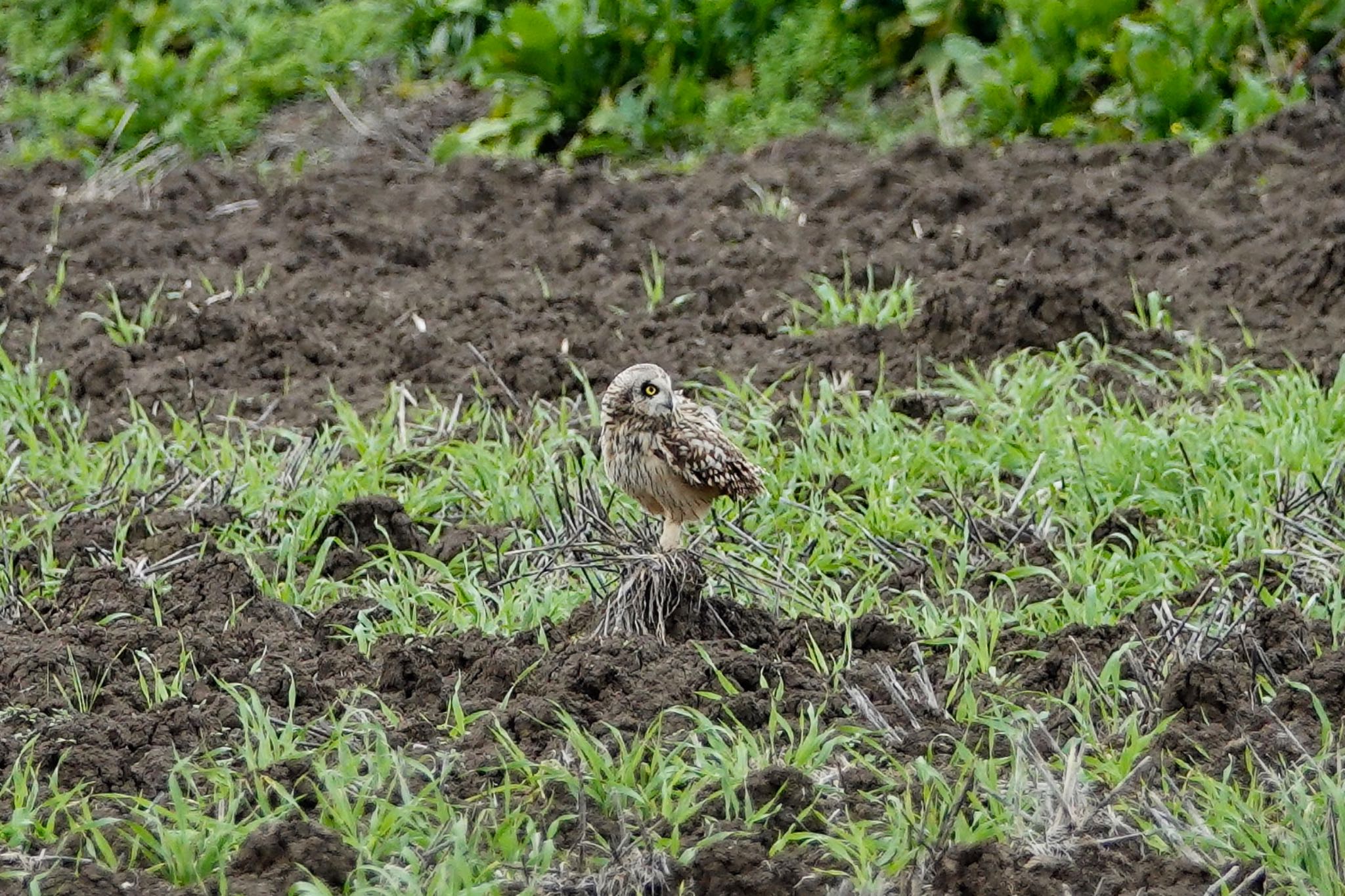 Photo of Short-eared Owl at La Rochelle by のどか