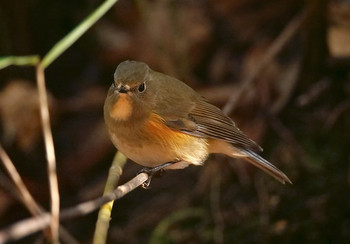 ルリビタキ 山梨県鳴沢村 2019年11月19日(火)