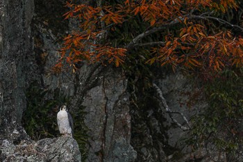 ハヤブサ 岐阜県 2019年11月20日(水)