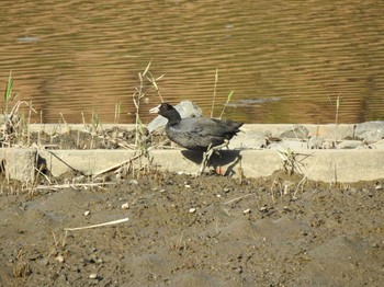 オオバン 葛西臨海公園 2019年11月18日(月)