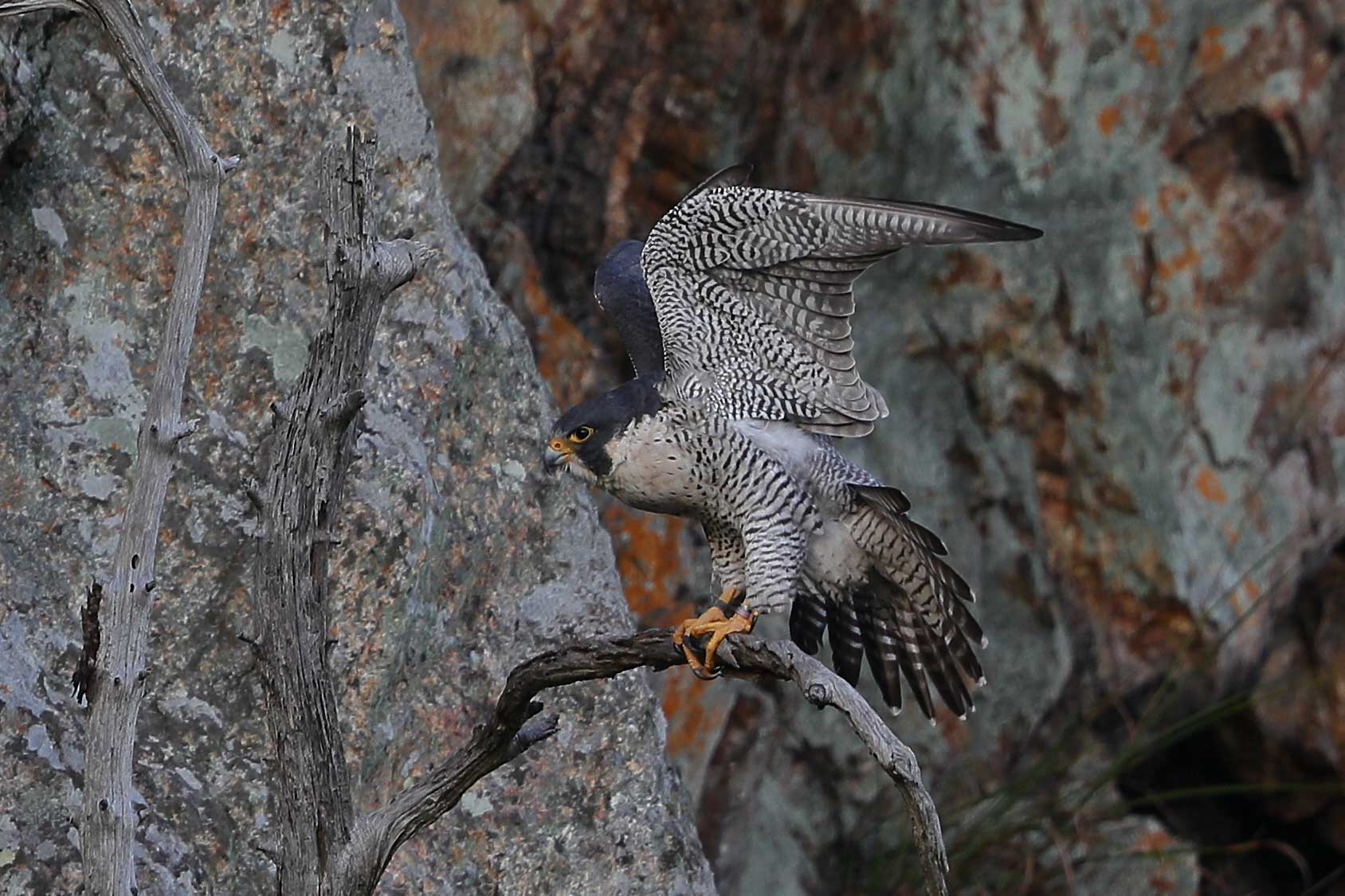 Photo of Peregrine Falcon at 岐阜県 by My