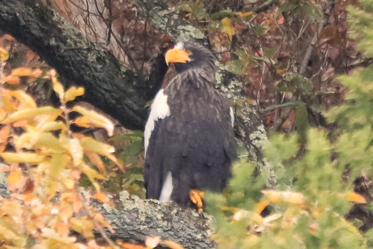 山本山(滋賀県) オオワシの写真 by ma_bo