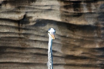 アオサギ 東山植物園 2019年11月3日(日)