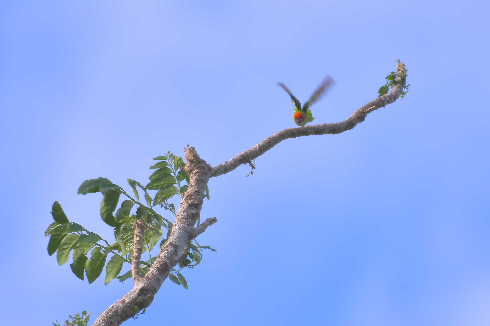 Photo of Double-eyed Fig Parrot at オーストラリア,ケアンズ～アイアインレンジ by でみこ