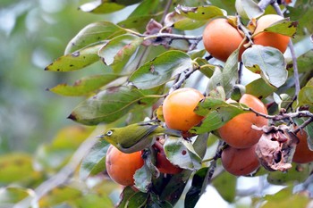 メジロ 聚楽園公園 2019年11月22日(金)