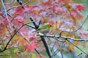 メジロ 聚楽園公園 2019年11月22日(金)