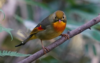 Red-billed Leiothrix 東京都多摩地域 Sun, 11/17/2019