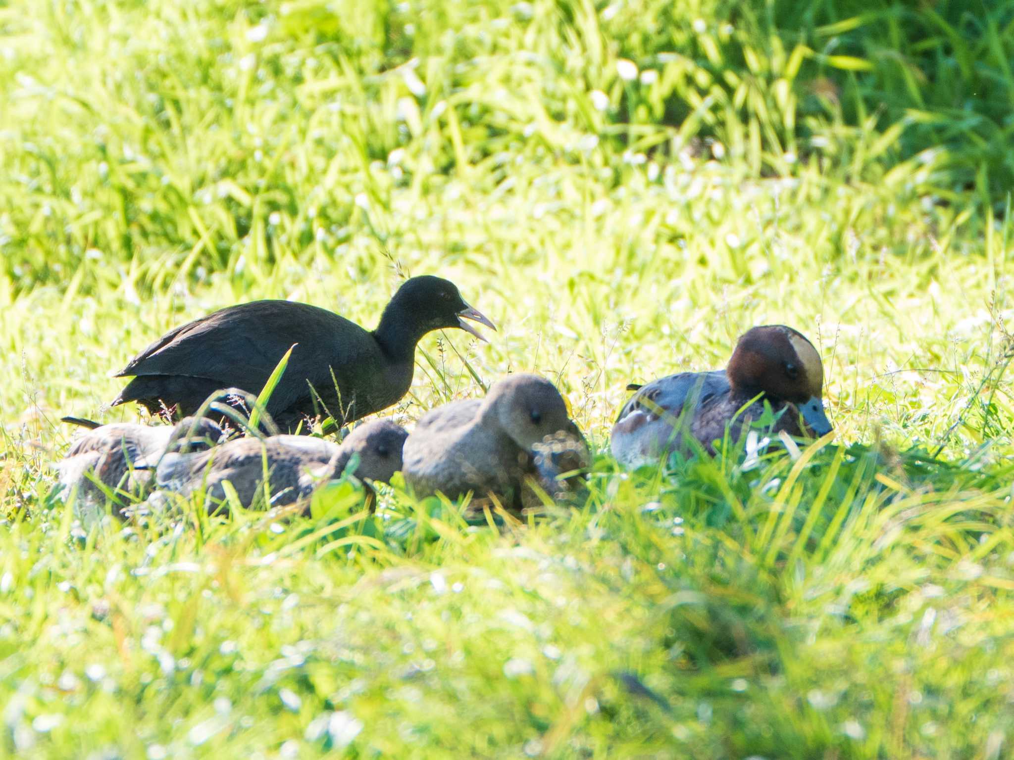 Eurasian Coot