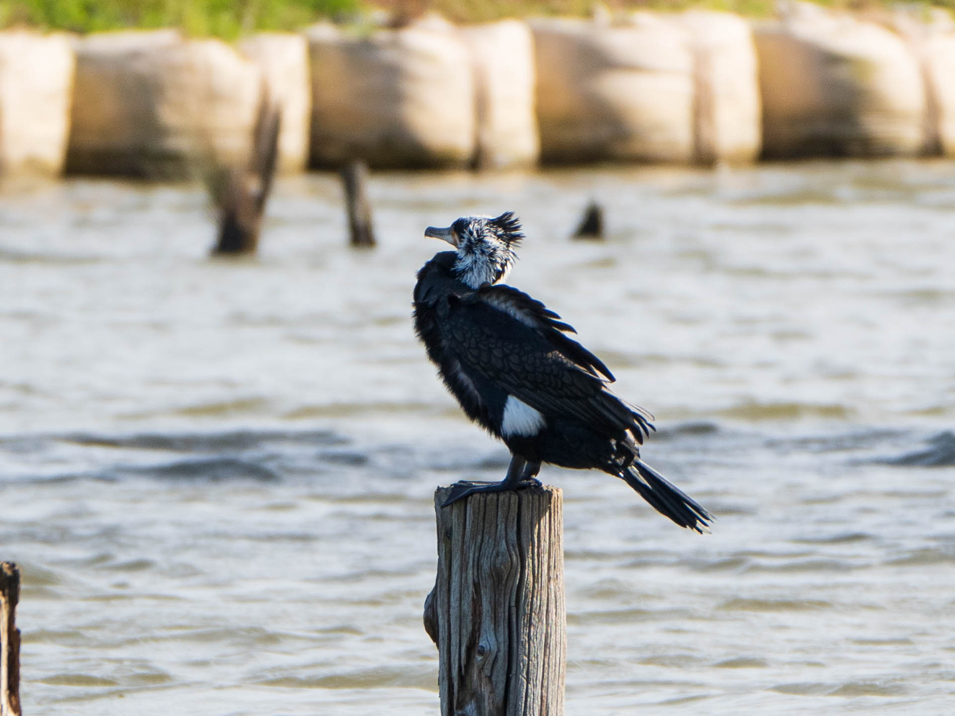 Great Cormorant