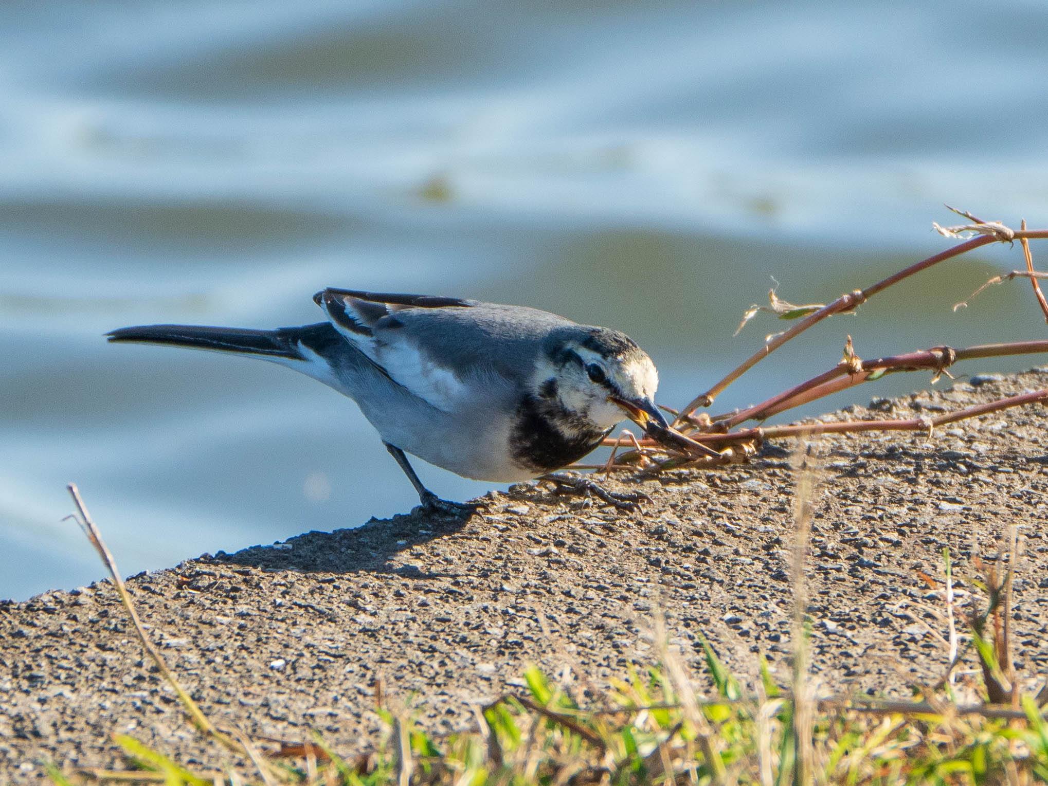 White Wagtail