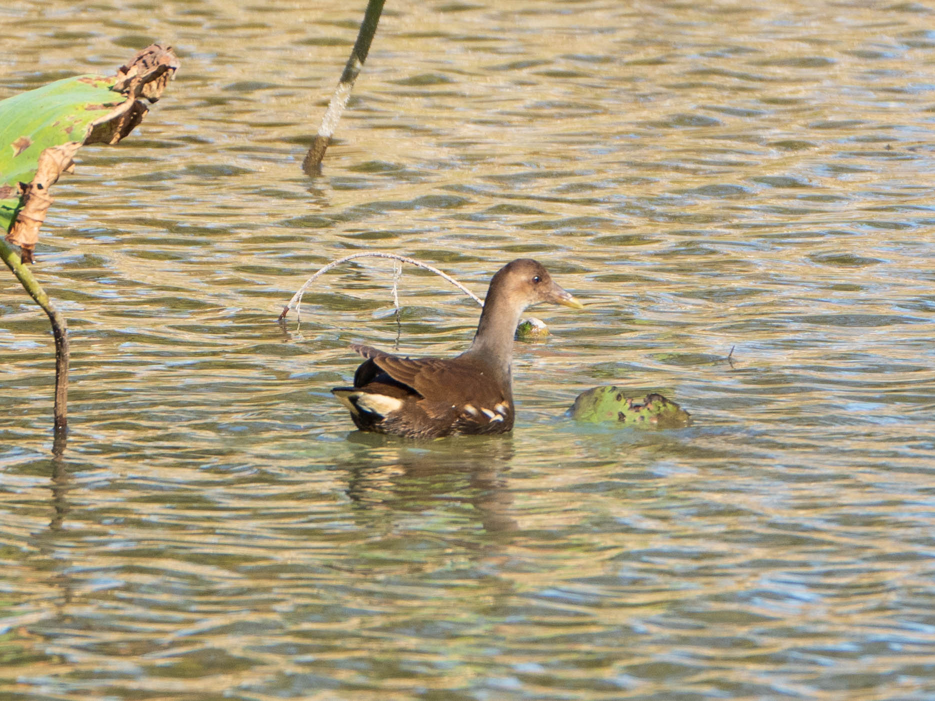 Common Moorhen