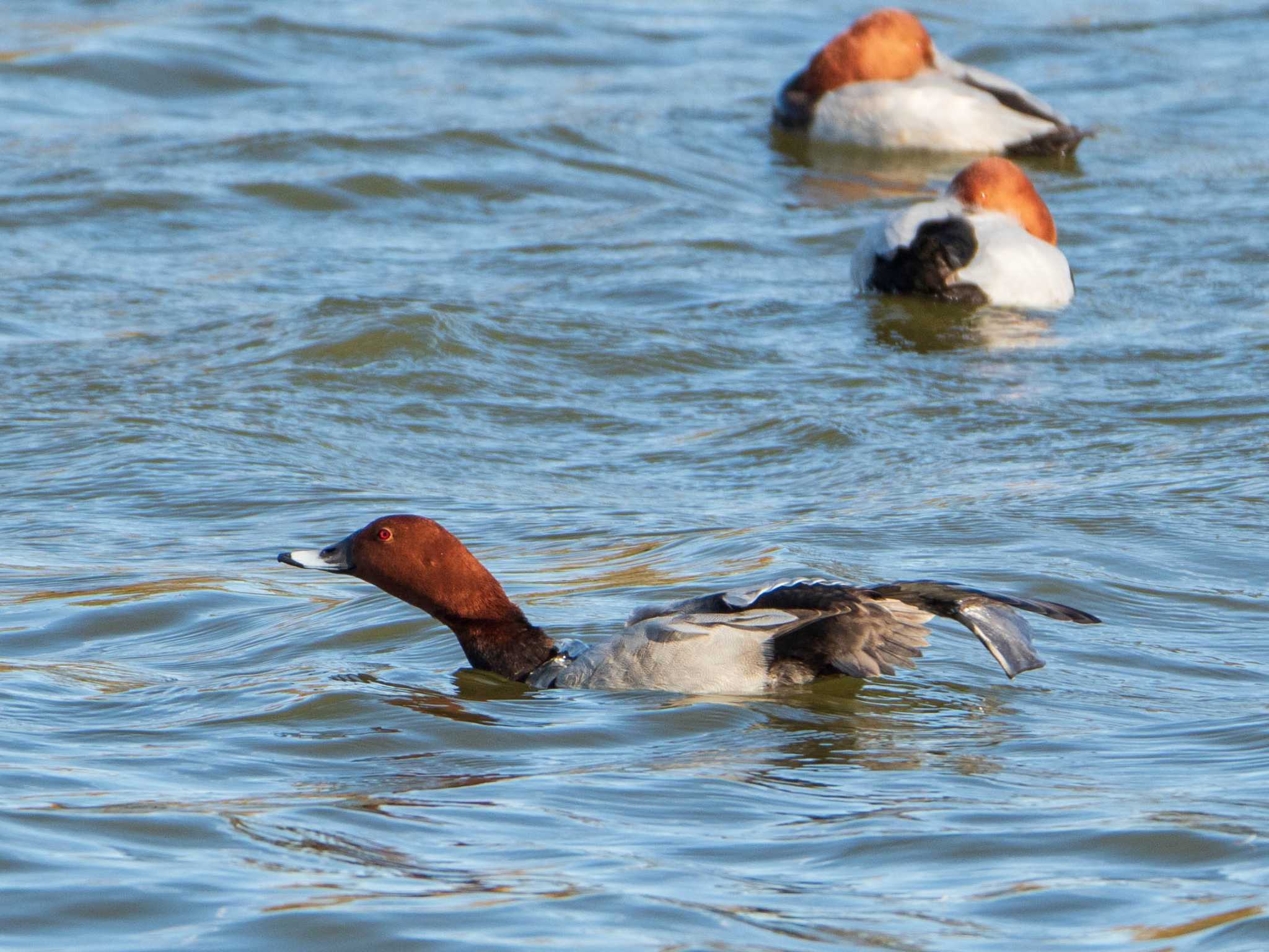 Common Pochard