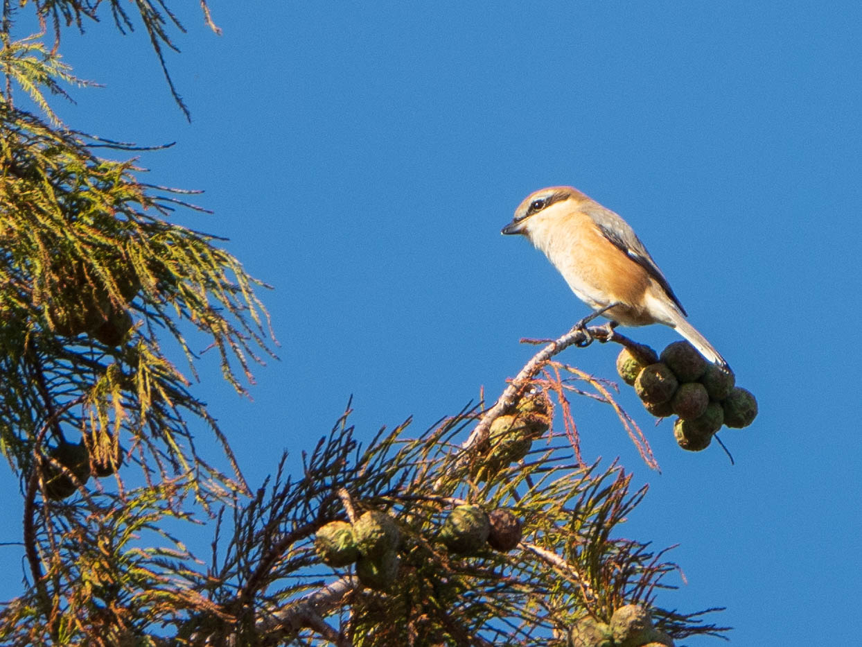 Bull-headed Shrike