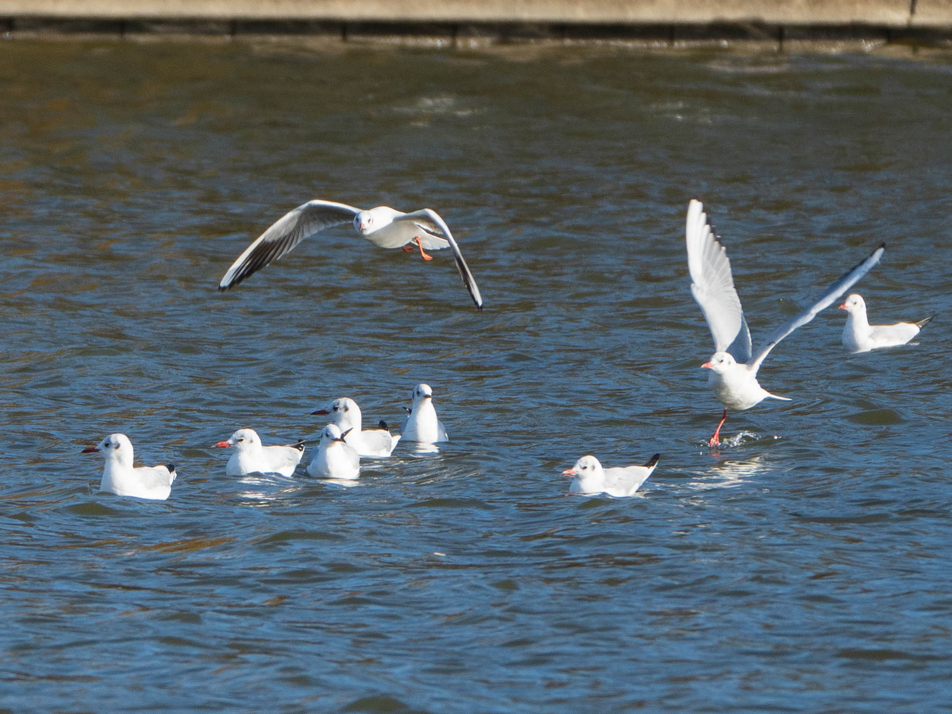 Black-headed Gull