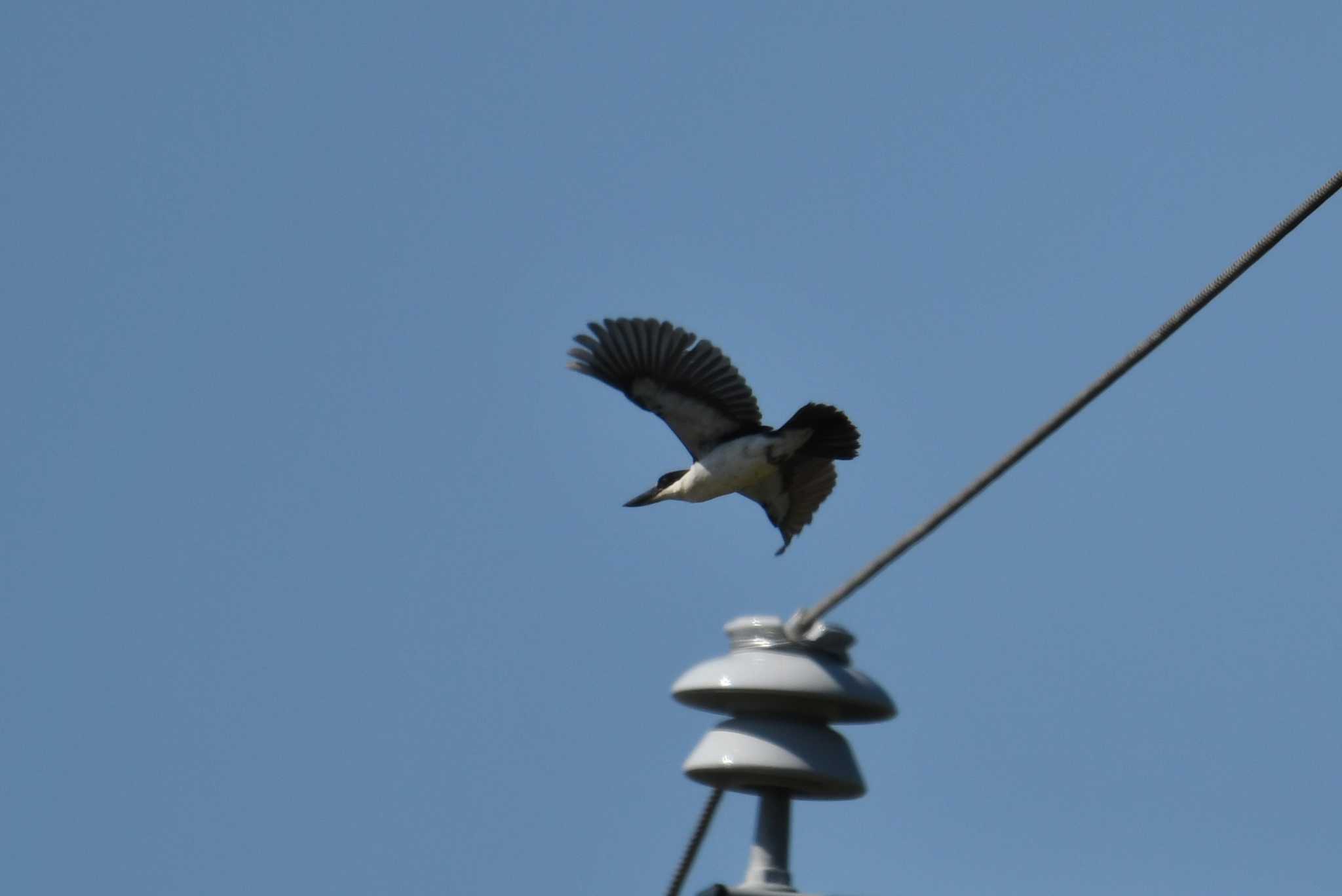 Torresian Kingfisher