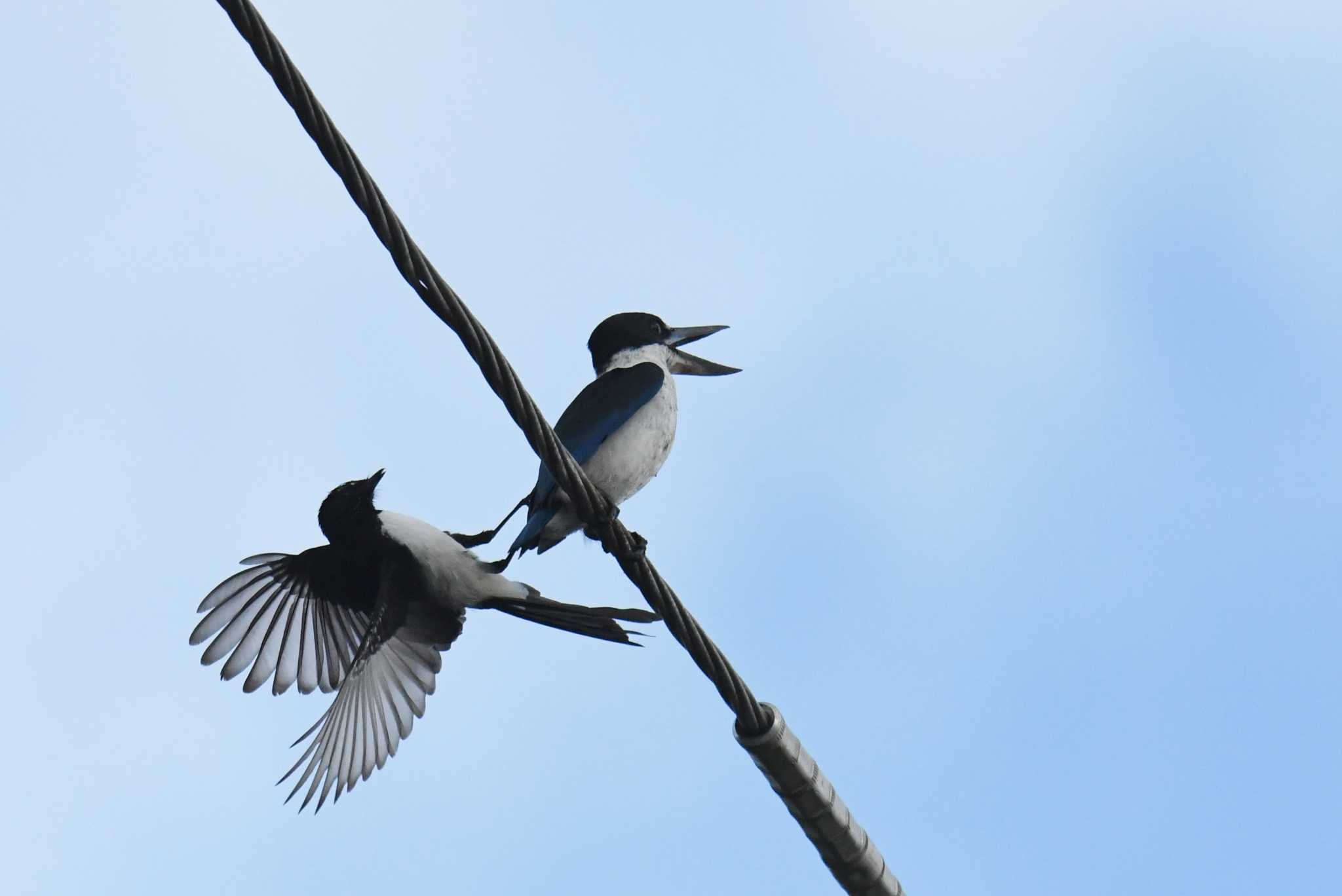 Torresian Kingfisher