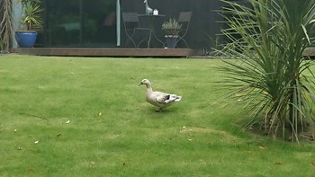 2019年11月23日(土) Christchurchの野鳥観察記録