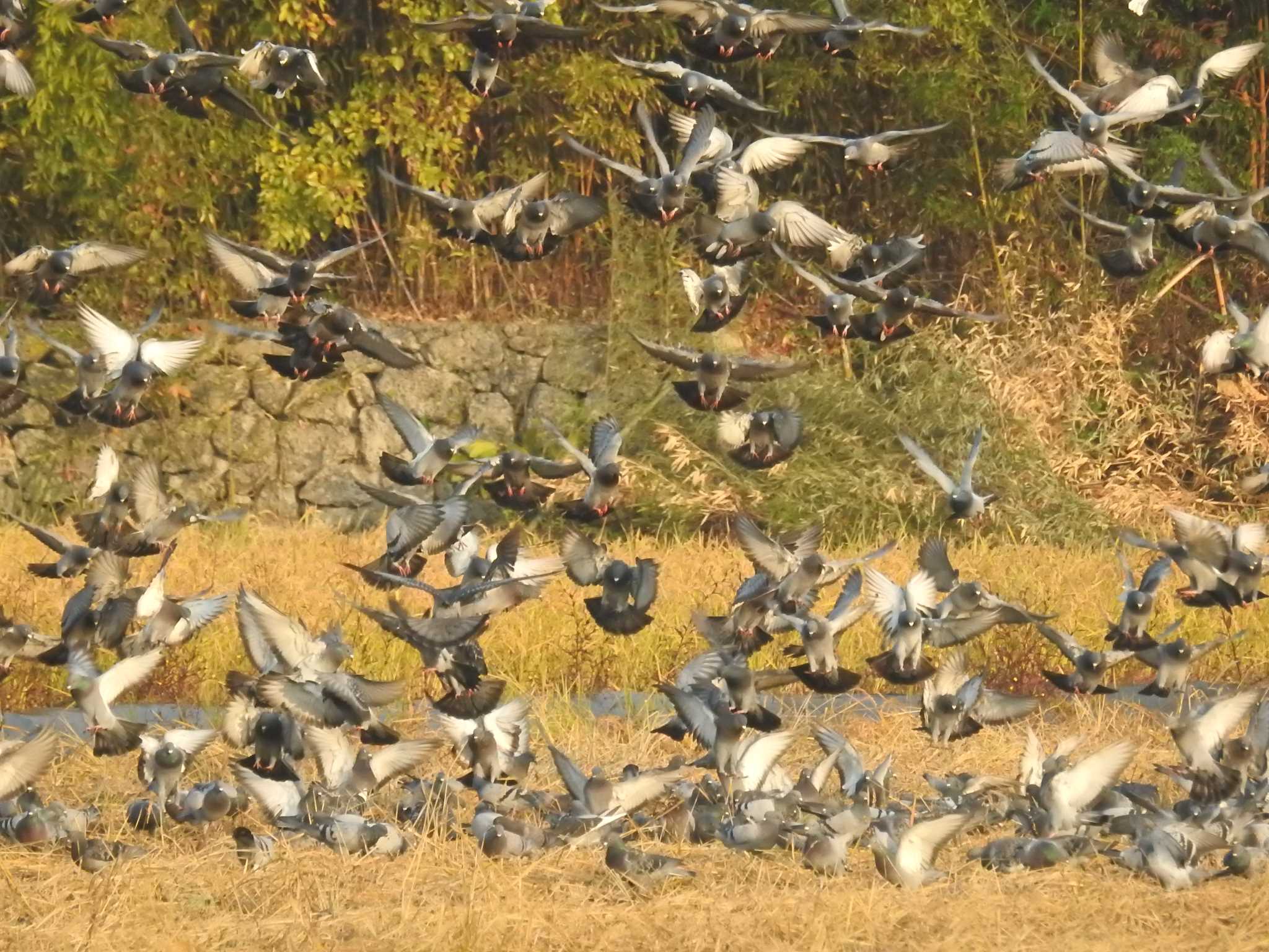 愛媛県　新居浜市 カワラバトの写真 by でみこ