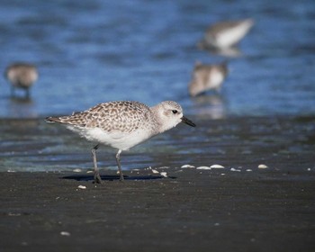 ダイゼン ふなばし三番瀬海浜公園 2019年11月12日(火)